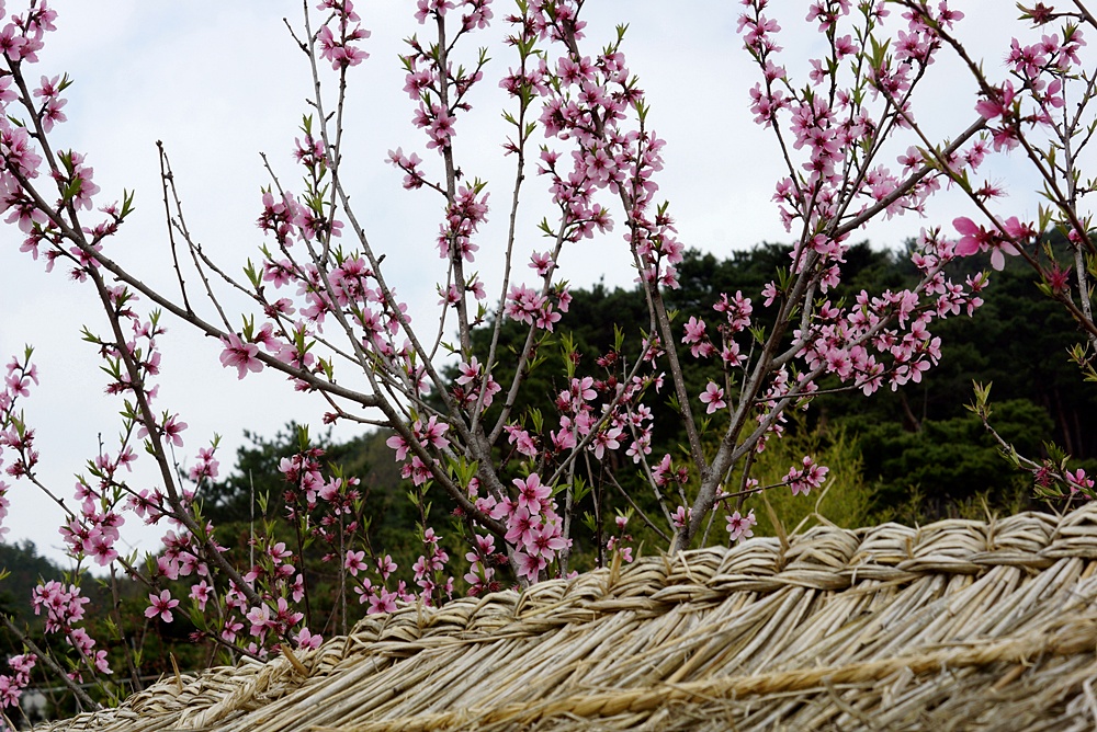 봄이 왔어요~